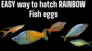 Easy way to hatch rainbow fish eggs and raise the fry [upl. by Yobybab14]