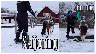 Skijoring with Small Pony  Response to Philip Svitzer quotWorld Record Sockerbitschallegnequot [upl. by Sasha920]