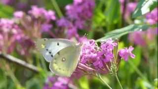 Eastern Pale Clouded Yellow Nectaring モンキチョウ♀＠ムシトリナデシコ訪花 [upl. by Seaman667]