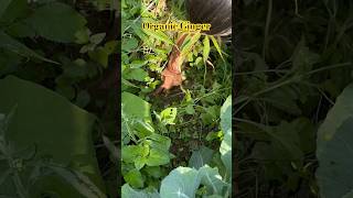 Organic ginger in farm nepal [upl. by Wallache]