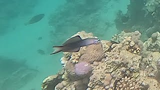 Blackfin dartfish Ptereleotris evides Scissortail gobym Torpedo Goby [upl. by Bringhurst]