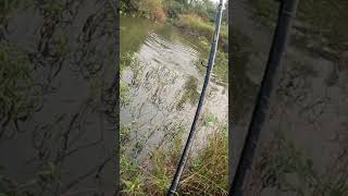 Frog Lure fishing fishingvideo zainfisher shorts [upl. by Eppesuig226]