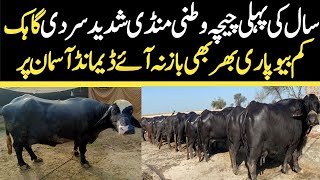 Today Chichawatni Maweshi Mandi  Buffalo Fresh Rates Update  Buffalo Mandi 2024 [upl. by Ayotel]