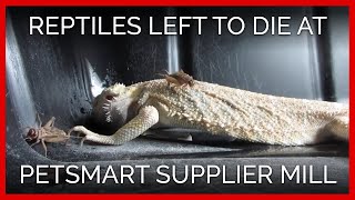 Reptiles Left to Die at PetSmart Supplier Mill [upl. by Bohlin]