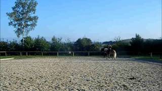 Training Dressurhaflinger Amani  Starker Trab 2011 [upl. by Ahsiekel]