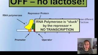 Prokaryotic Gene Expression [upl. by Zolly326]