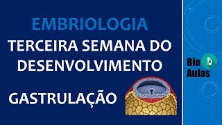 Gastrulação Ectoderma Mesoderma e Endoderma  Terceira Semana do Desenvolvimento Embriologia [upl. by Ahsaekal]