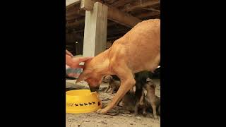 Feeding Poor mother Dog In Village babycare puppy feedingstreetdogs [upl. by Hoeve]