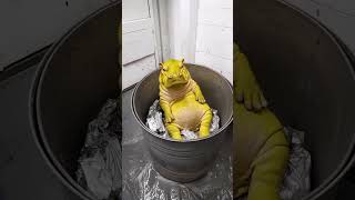 LAB GROWN HIPPO moodeng babyhippo hippo yellowhippo aiart aiartcommunit viralvideoshort [upl. by Tnecnev754]