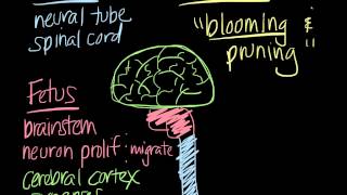 Early brain development overview [upl. by Eimot392]