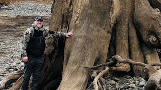 Huge Trees Mossyrock Wa [upl. by Yahs]