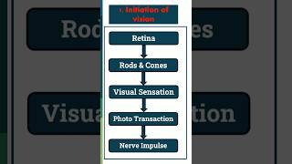 Physiology of Vision optometry eyecare optometrists optometrist [upl. by Raffo]