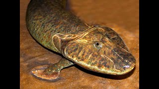 Tribute to Tiktaalik [upl. by Fishman]