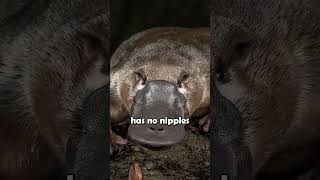 The DuckBilled Platypus shorts animalfacts [upl. by Arrim]