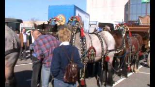 Bokbierdag 2010 6 span belgische trekpaarden van Bavaria [upl. by Woolcott626]