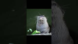 Otter Enjoying a Fresh Crunchy Cucumber He must be so hungry Part1 [upl. by O'Donoghue]