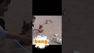 ばぁーん・流れ弾 コーギー チワワ 犬の演技＃bang＃バーン＃流れ弾＃stray bullet [upl. by Naujit157]