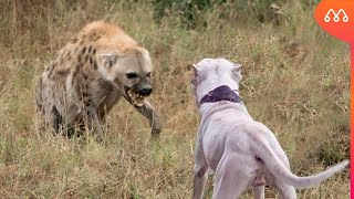 HIENA vs DOGO ARGENTINO  QUEM VENCE ESSA BATALHA  Hyena vs Argentine Dog [upl. by Emawk168]