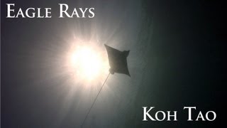 Eagle ray HD Underwater Video japanese gardens Koh Tao Thailand [upl. by Angelika]