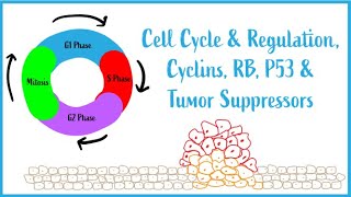 Cell Cycle amp Regulation Mitosis Cyclins RB P53 amp Tumor Suppressors USMLE Esssentials [upl. by Kosel]