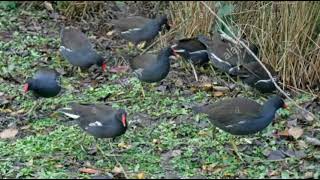 Common Moorhen Bird Real Hunt Call Via Bluetooth Moorhen Sound Moorhen Bird 100 Working Sound [upl. by Aynat339]