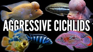 Top 10 Most Aggressive Cichlids [upl. by Noemys908]