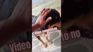 Vídeo completo no canal cachorro dogs dogshorts [upl. by Berfield708]