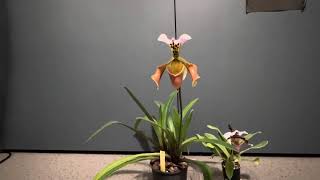 Paphiopedilum Gratrixianum and King Charles cross in flower [upl. by Garfield164]