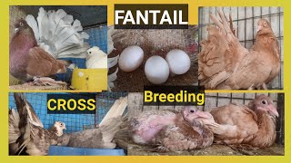 Fantail Cross Breeding And Results  लक्का कबूतर Cross Breeding Information [upl. by Yblehs]