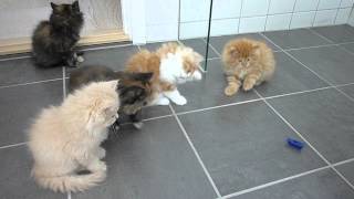 Persian kittens playing with bug [upl. by Ahtnams]