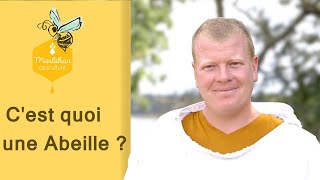 5 Cest quoi une Abeille  Colonie Cycle JournalierAnnuel Nourrissement Nosémose [upl. by Hayilaa270]