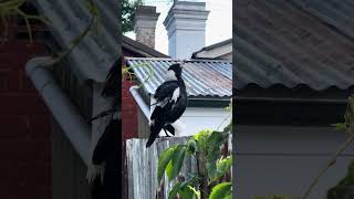 Magpie song in Bathurst [upl. by Lodnar]