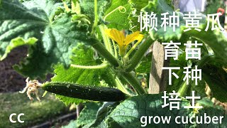 如何在小后院黄瓜种植 how to grow cucumber的竅門和技术方法簡單  黄瓜育苗，幼苗移植 ，培土，施肥和种的间距 的步骤 [upl. by Av]