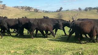 Wavehill Last Trust Feeder Steers [upl. by Maryanna]