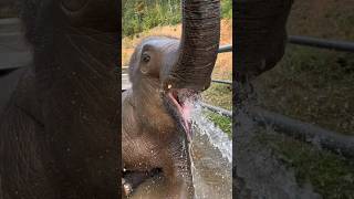 হাতির সামনে এই ভুলটি কখনো করবেন না 😱।। Elephant life saving facts [upl. by Aihsram]