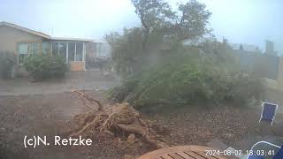 Toppling Desert Willow [upl. by Akenat530]