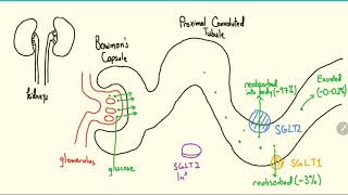 SGLT2 inhibitors  Canagliflozin Dapagliflozin Empagliflozin  Mechanism of action [upl. by Atiuqnahs365]