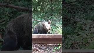 Bear munching bears bear transfagarasan romania [upl. by Cottrell907]