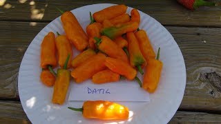 ⟹ POD REVIEW Datil Pepper Capsicum chinense pepper [upl. by Fishbein]