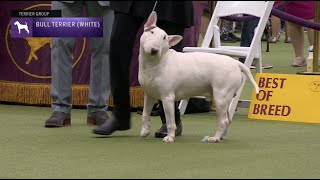 Bull Terriers White  Breed Judging 2023 [upl. by Ehrsam]