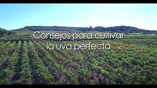 Consejos para cultivar la uva perfecta [upl. by Magel]