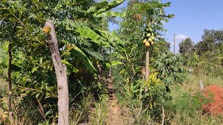 plantio consorciado  tomate  brócolis  mamão  laranja  alho poró e mais Agricultura Sintropica [upl. by Ardnas]