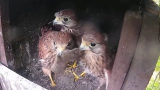 Common Kestrels  Food fight between babies  July 26 2022 [upl. by Erdna870]