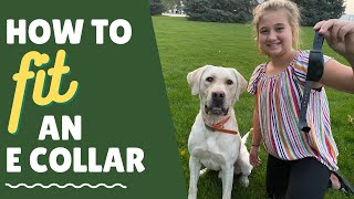 How to put an e collar on right [upl. by Leontina]