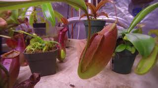 nepenthes ampullaria x spectabilis x talangensis 22 day time lapse [upl. by Saxela]