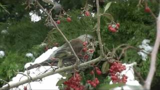 Redwings and Fieldfares in a Winter Garden [upl. by Ahsiekahs988]