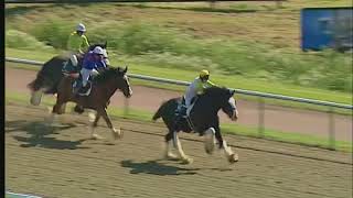 Shire horse racing [upl. by Lyret]