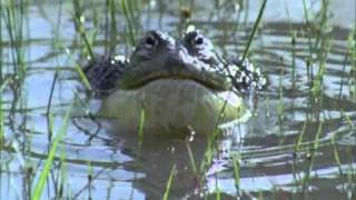 BBC Life African Bull Frog Fight Sir David Attenborough [upl. by Adnyleb]