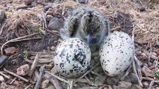 Oystercatcher chick hatching at Auchnerran [upl. by Iliam61]