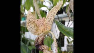 stanhopea platyceras [upl. by Proctor]